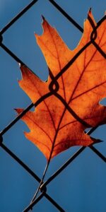 Areszt wydobywczy - niewydolność wymiaru sprawiedliwości czy przykra konieczność?